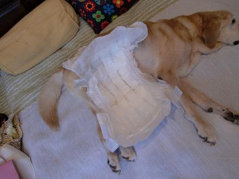 イメージカタログ トップ 犬 オムツ 外れる