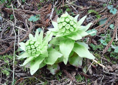 これまでで最高のフキノトウ 花 言葉 最高の花の画像