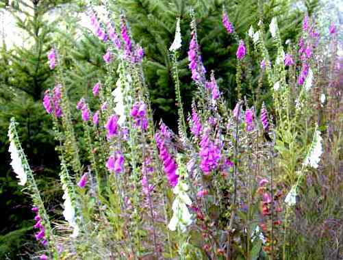 驚くばかりホタルブクロ 似た花 最高の花の画像