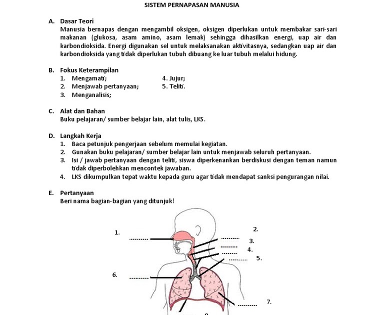  Alat  Pernapasan Manusia  Kelas  5  Sd Berbagai Alat 