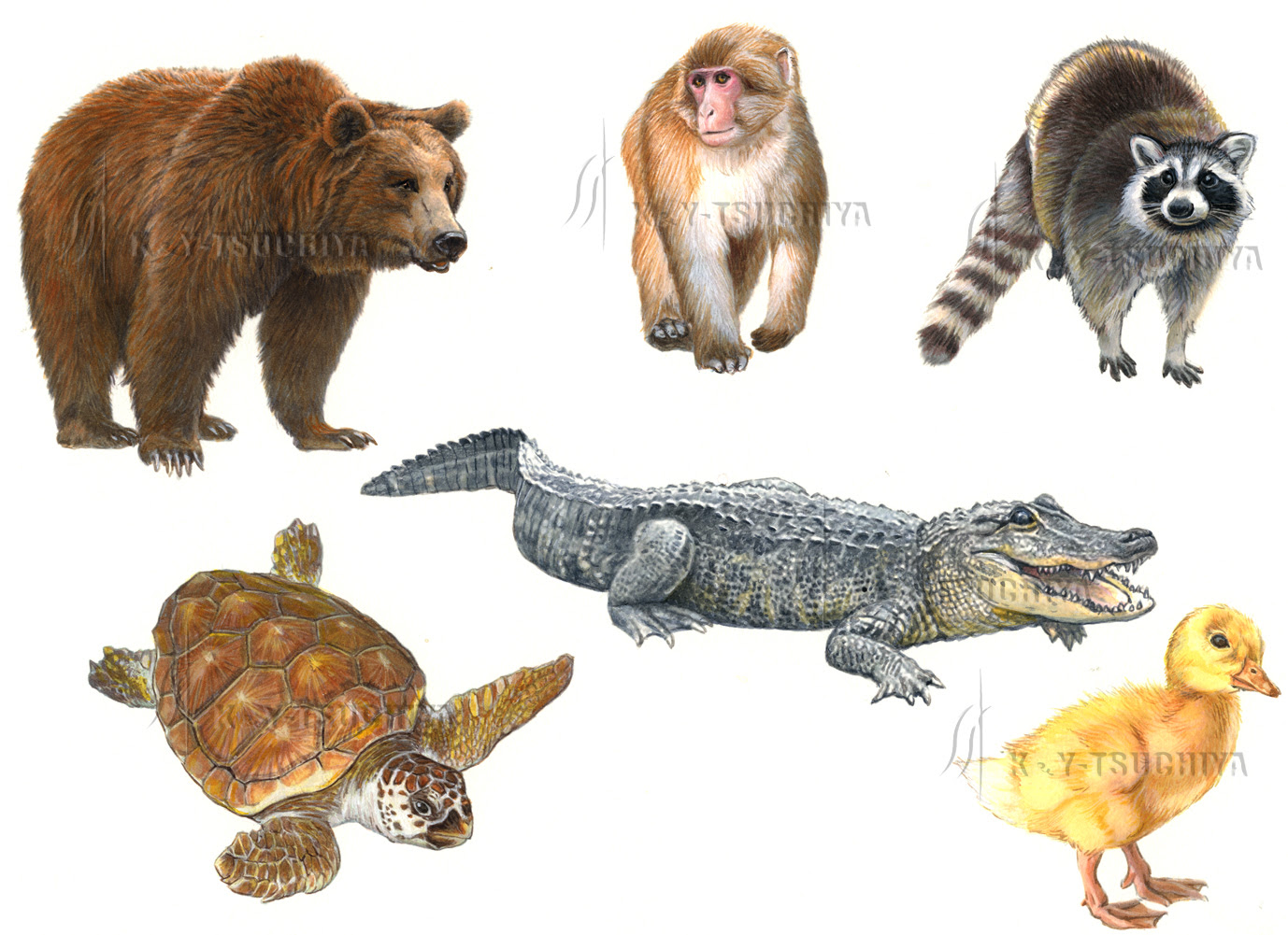 上選択 フリー 動物 イラスト リアル