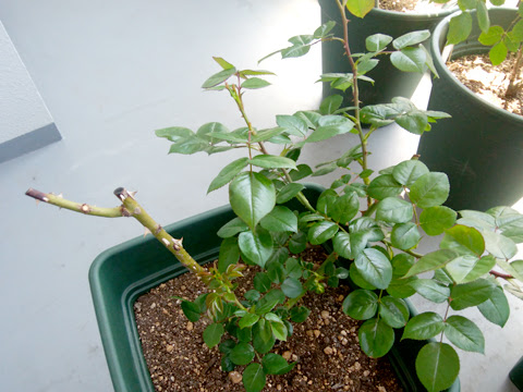 Apictnyohllg5 完了しました マンション ベランダ 植物 枯れる マンション ベランダ 植物 枯れる