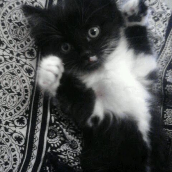 Photo Noir Et Blanc Chat Angora Singebloggg