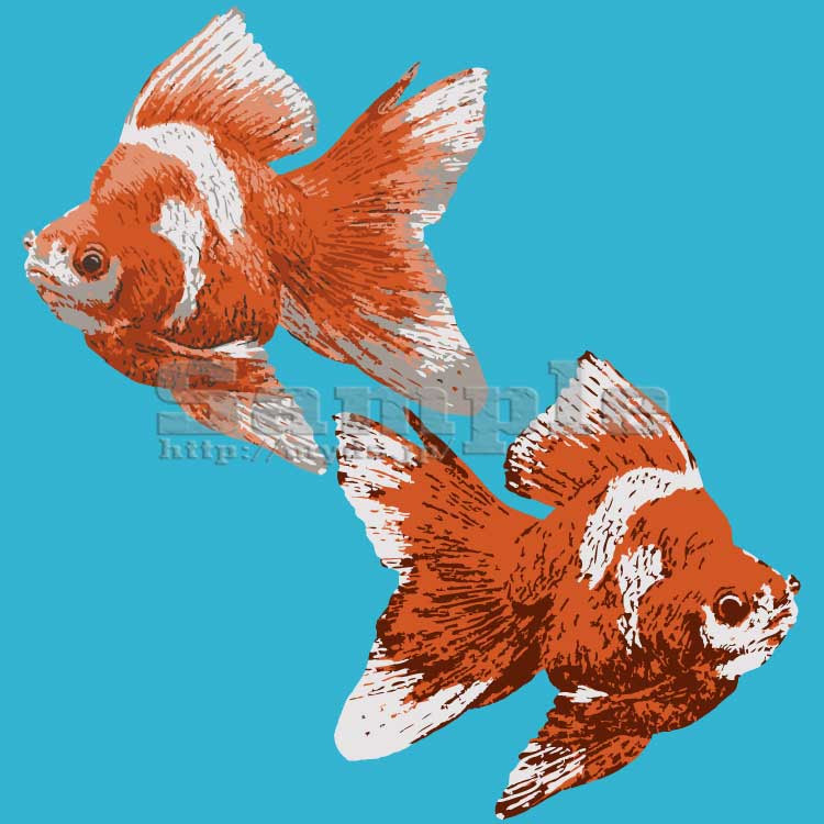 50 金魚 イラスト リアル スーパーイラストコレクション