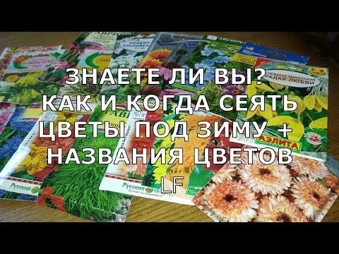 Сеем цветы под зиму