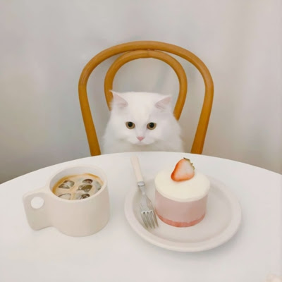 Pixiv has updated the privacy policy as from may 31, 2021. é«˜æ¸…å¤´åƒç™½çŒ« å¯çˆ±ä¼˜é›…åƒä¸œè¥¿çš„å¯çˆ±å°ç™½çŒ« åŠ¨ç‰©å¤´åƒ ç¾Žå¤´ç½'