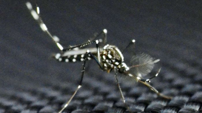 Chikungunya dans le Var
