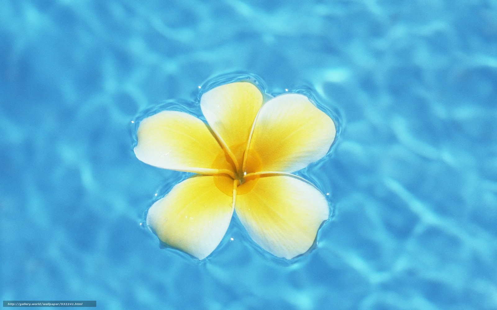 上デスクトップ 壁紙 ハワイ 最高の花の画像