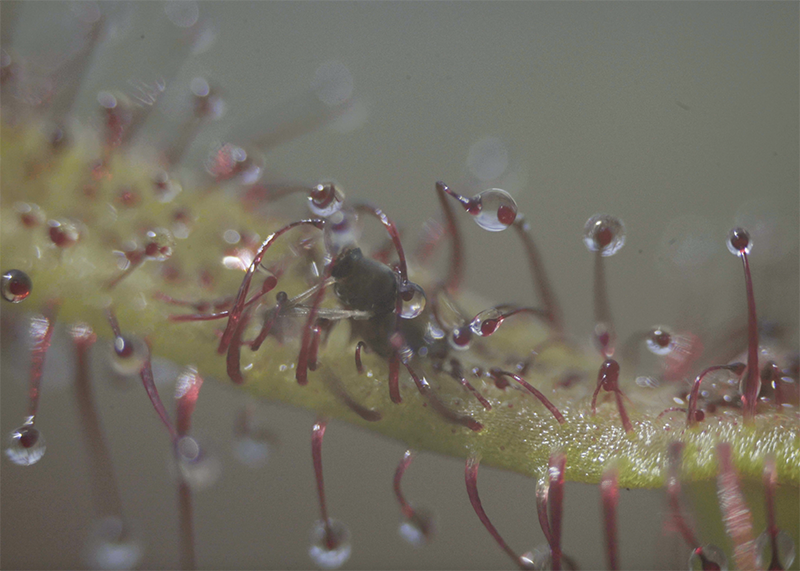 A still from Revital Cohen & Tuur van Balen's May The Fox Take You. A spiky and glistening plant traps a bug in its tendrils.