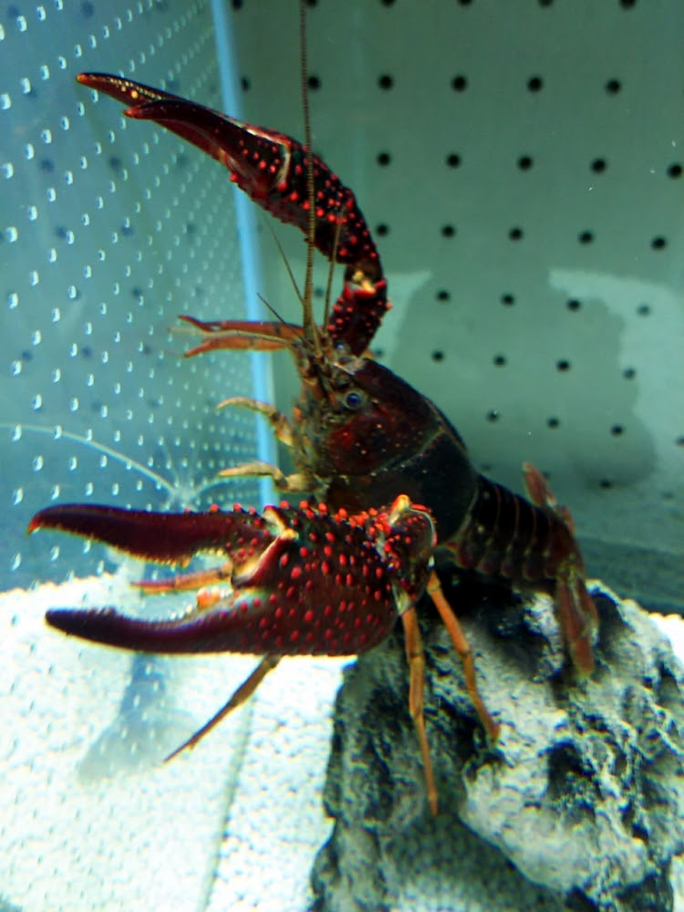 コレクション アメリカザリガニ 飼育 アメリカザリガニ 飼育 Meibiakirauesuz
