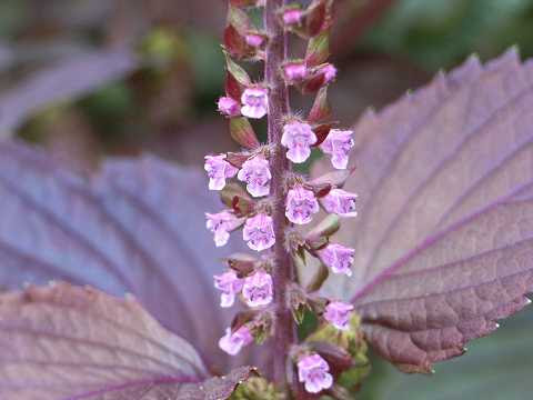 すべての美しい花の画像 ラブリー花 しそ