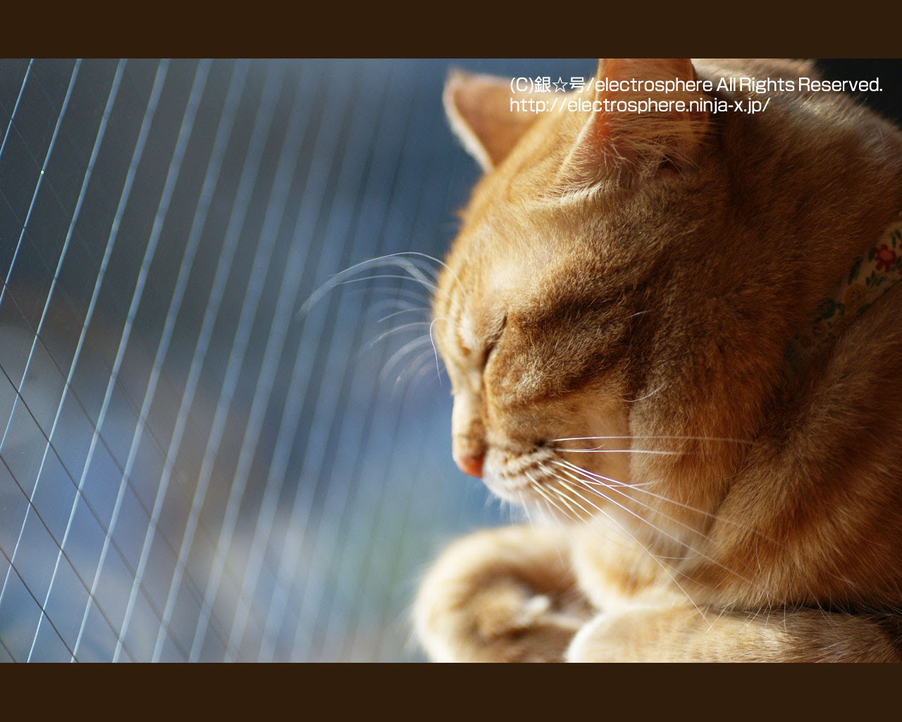 最も気に入った 壁紙 Pc 猫 Jpbestwallpaper