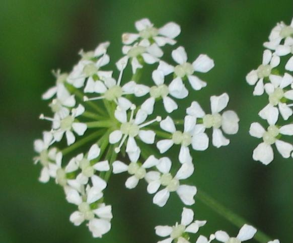 綺麗な人参 花 言葉 美しい花の画像