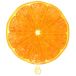 動物の画像について 綺麗なイラスト オレンジ 断面