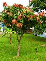 This is one of the main reasons fruit trees are often grown on rootstock, which has some dwarfing effect on the tree. Mango Trees Already Smart Gardening