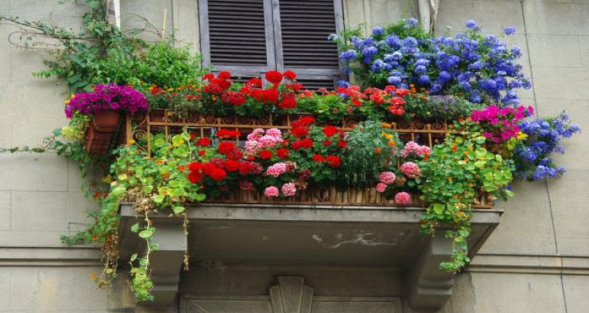 Esta planta es resistente, por lo que puede sobrevivir a pleno sol con poca agua. Terrazas Con Flores Colgantes Ideas De Nuevo Diseno