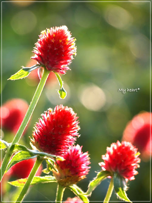 最新ストロベリー フィールド 花 最高の花の画像