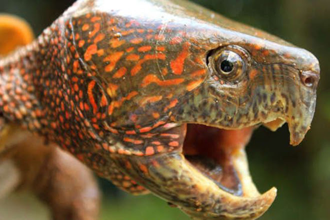 An Asian Big-headed Turtle