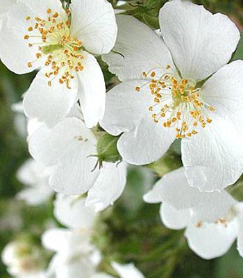 最高かつ最も包括的な野薔薇 花言葉 すべての美しい花の画像