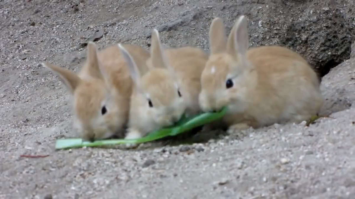 すべての動物の画像 50 子うさぎ 画像 可愛い